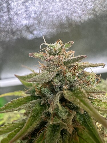 Growreport Bild 30