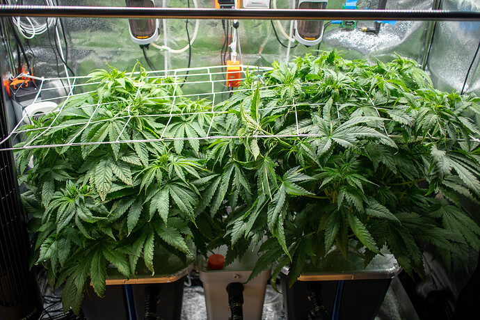 Growreport Bild 3