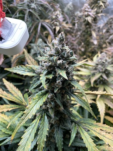 Growreport Bild 5