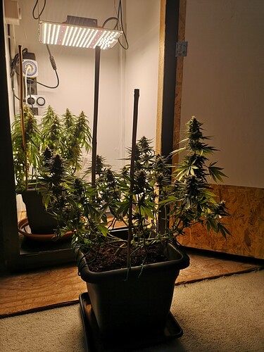Growreport Bild 1