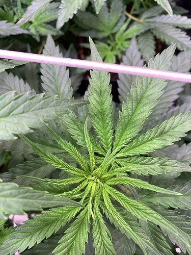 Growreport Bild 3