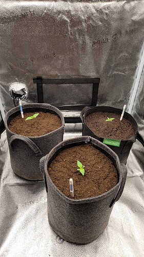 Growreport Bild 93