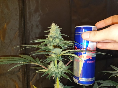 Growreport Bild 36