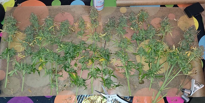 Growreport Bild 3
