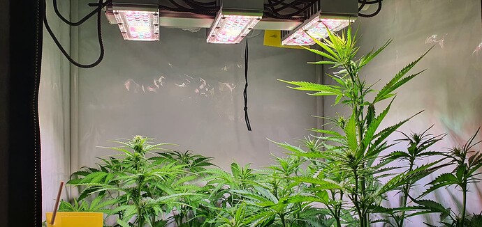 Growreport Bild 2