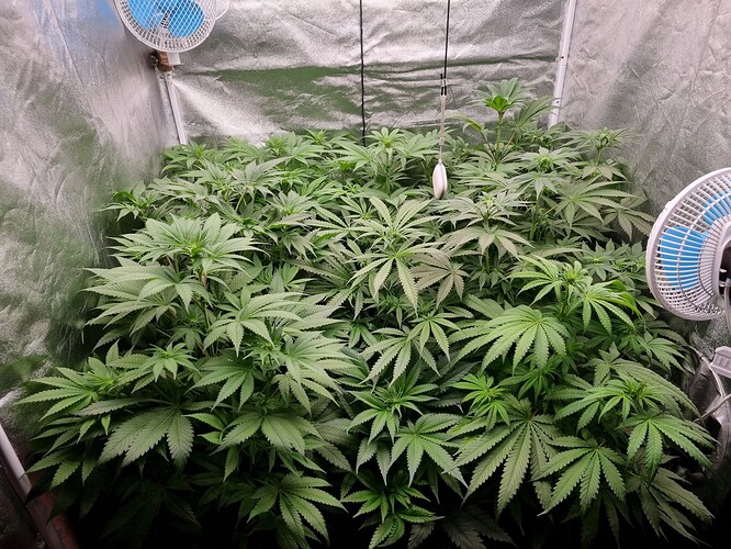 Growreport Bild 51