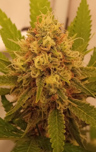 Growreport Bild 7