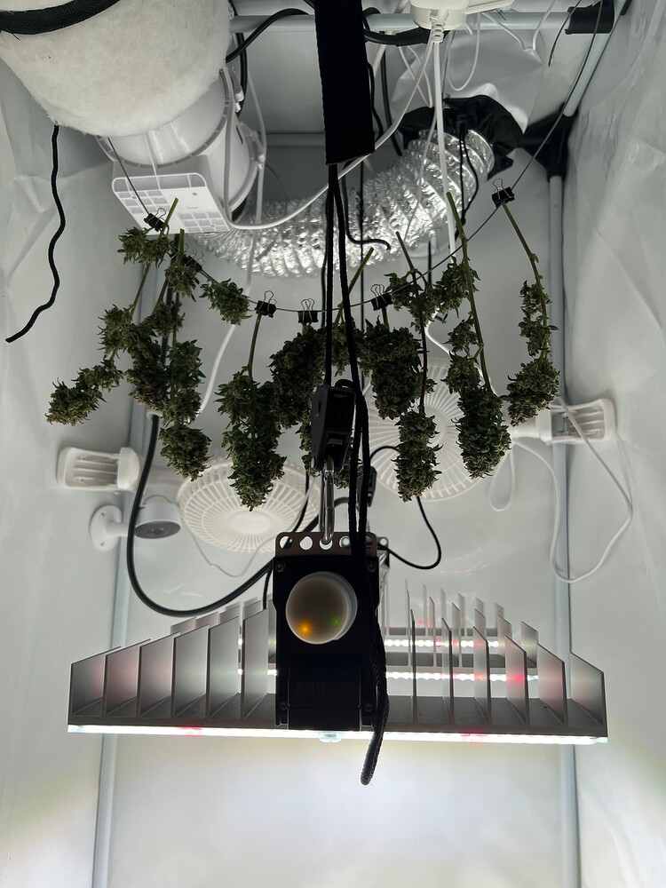 Growreport 60x60x160