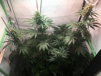 Growreport Bild 12