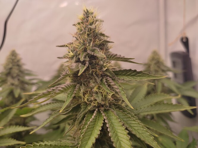 Growreport Bild 9