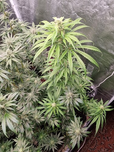 Growreport Bild 15