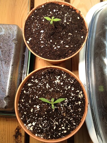Growreport Bild 44