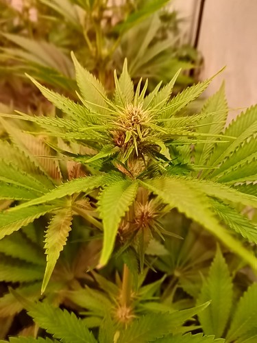 Growreport Bild 30