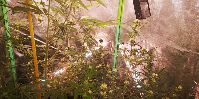 Growreport Bild 8