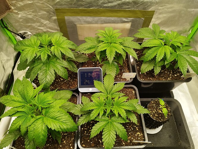 Growreport Bild 2