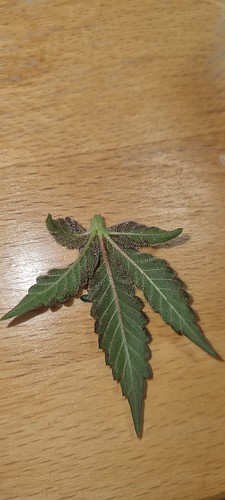 Growreport Bild 21
