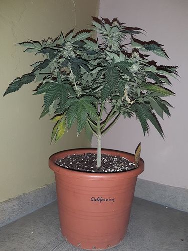 Growreport Bild 1