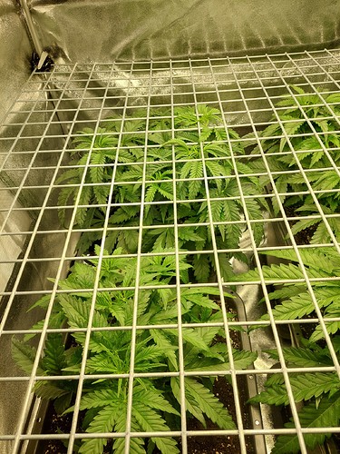 Growreport Bild 18