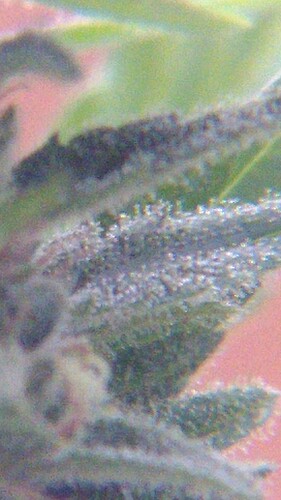 Growreport Bild 2
