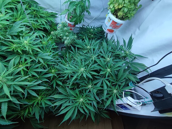 Growreport Bild 40