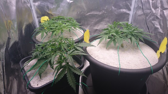 Growreport Bild 5