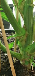 Growreport Bild 1