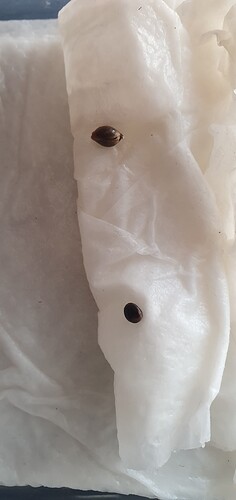 Growreport Bild 7