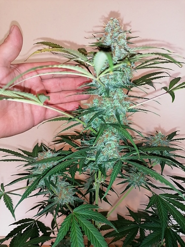 Growreport Bild 7