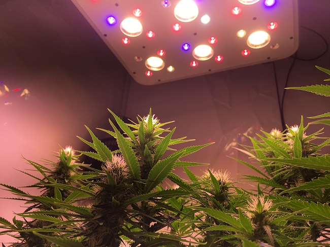 Growreport Bild 4