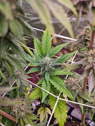Growreport Bild 27