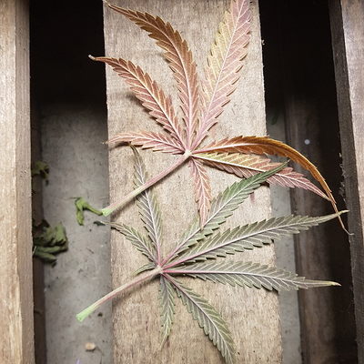 Growreport Bild 20