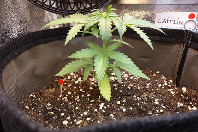 Ein junger Cannabissämling in einem Vliesstofftopf. Auf dem Topf ist ein handgeschriebenes Etikett mit dem Namen "CAITLIN" angebracht.