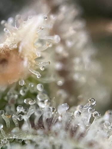 Growreport Bild 35