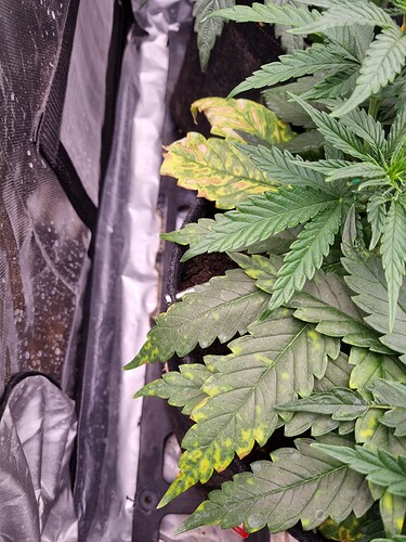Growreport Bild 25