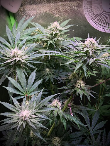 Growreport Bild 2