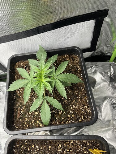 Growreport Bild 6