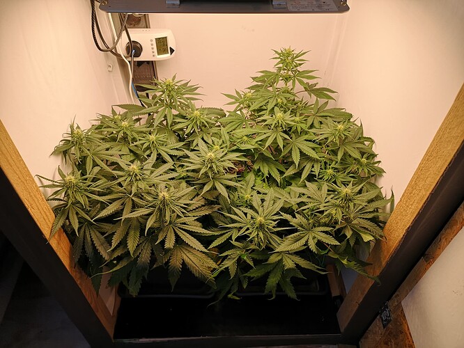 Growreport Bild 1