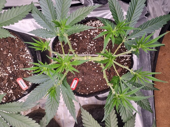 Growreport Bild 63
