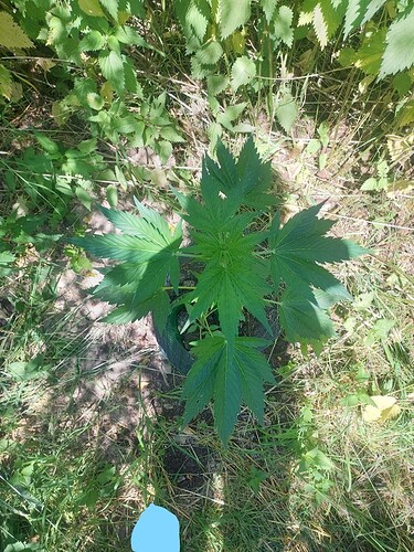 Growreport Bild 12