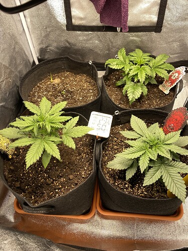 Growreport Bild 2