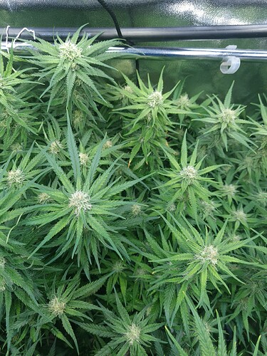 Growreport Bild 8