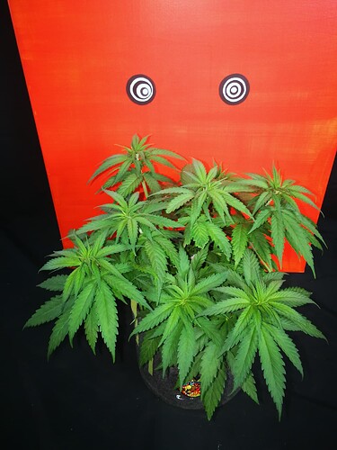 Growreport Bild 4