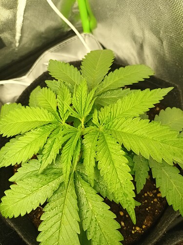 Growreport Bild 16