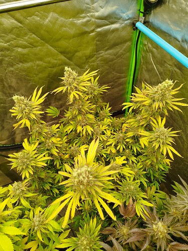 Growreport Bild 5