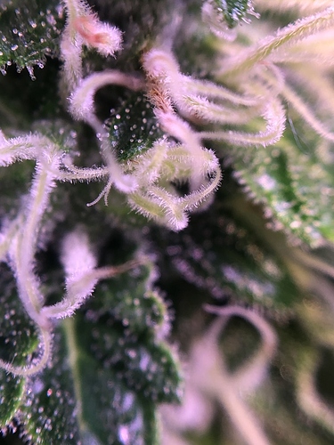 Growreport Bild 28