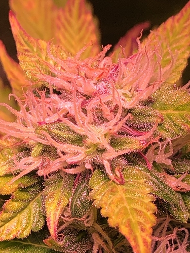 Growreport Bild 8