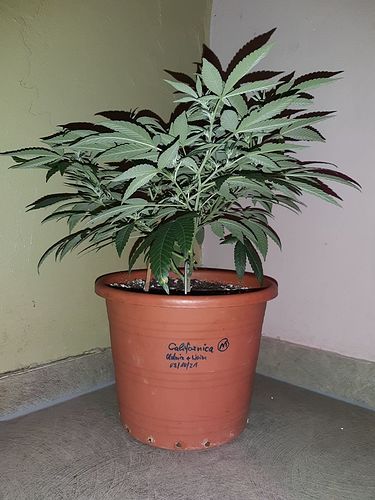Growreport Bild 4
