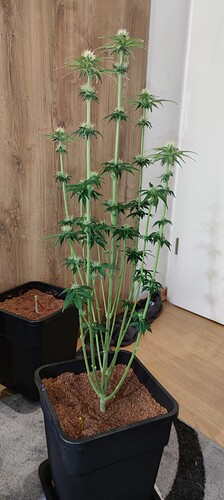 Growreport Bild 4