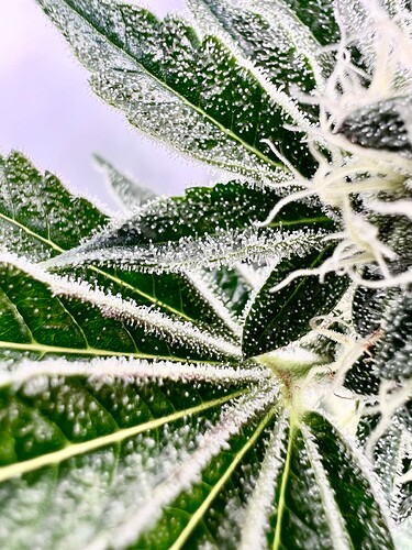 Growreport Bild 5