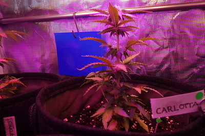 Growreport Bild 64